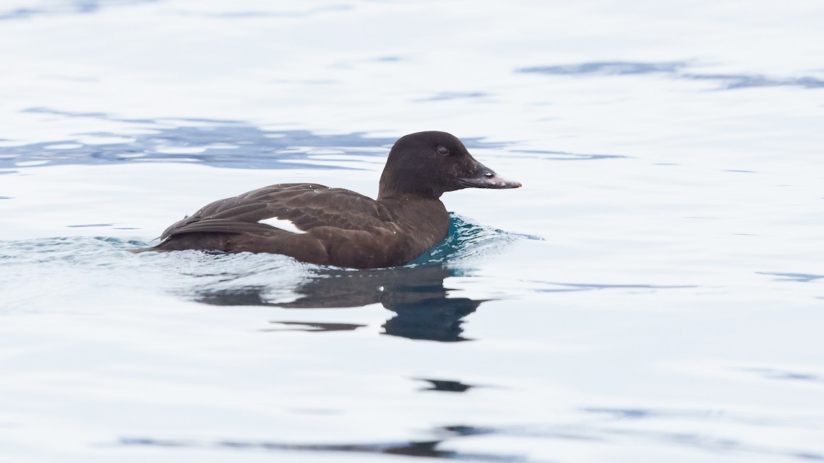 White-winged Scoter - ML616316117