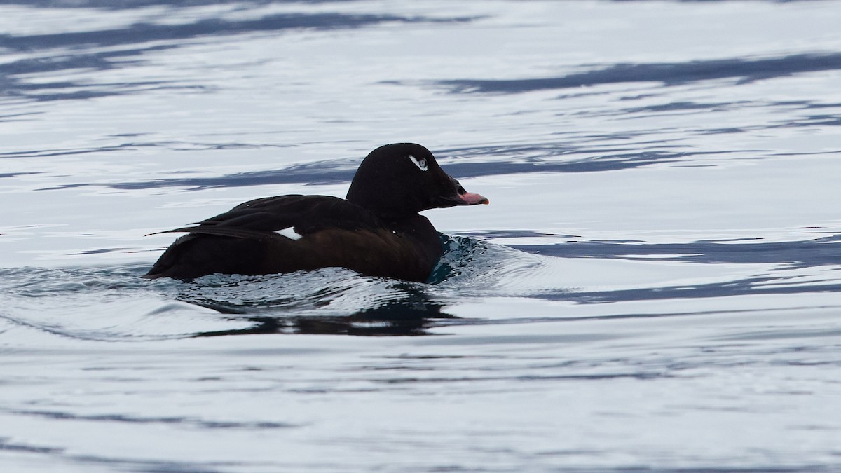 White-winged Scoter - ML616316118