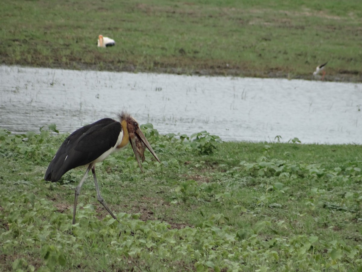 Lesser Adjutant - ML616316132