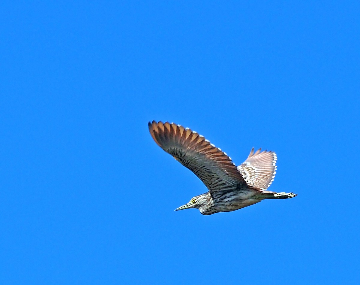 Nankeen Night Heron - ML616316135