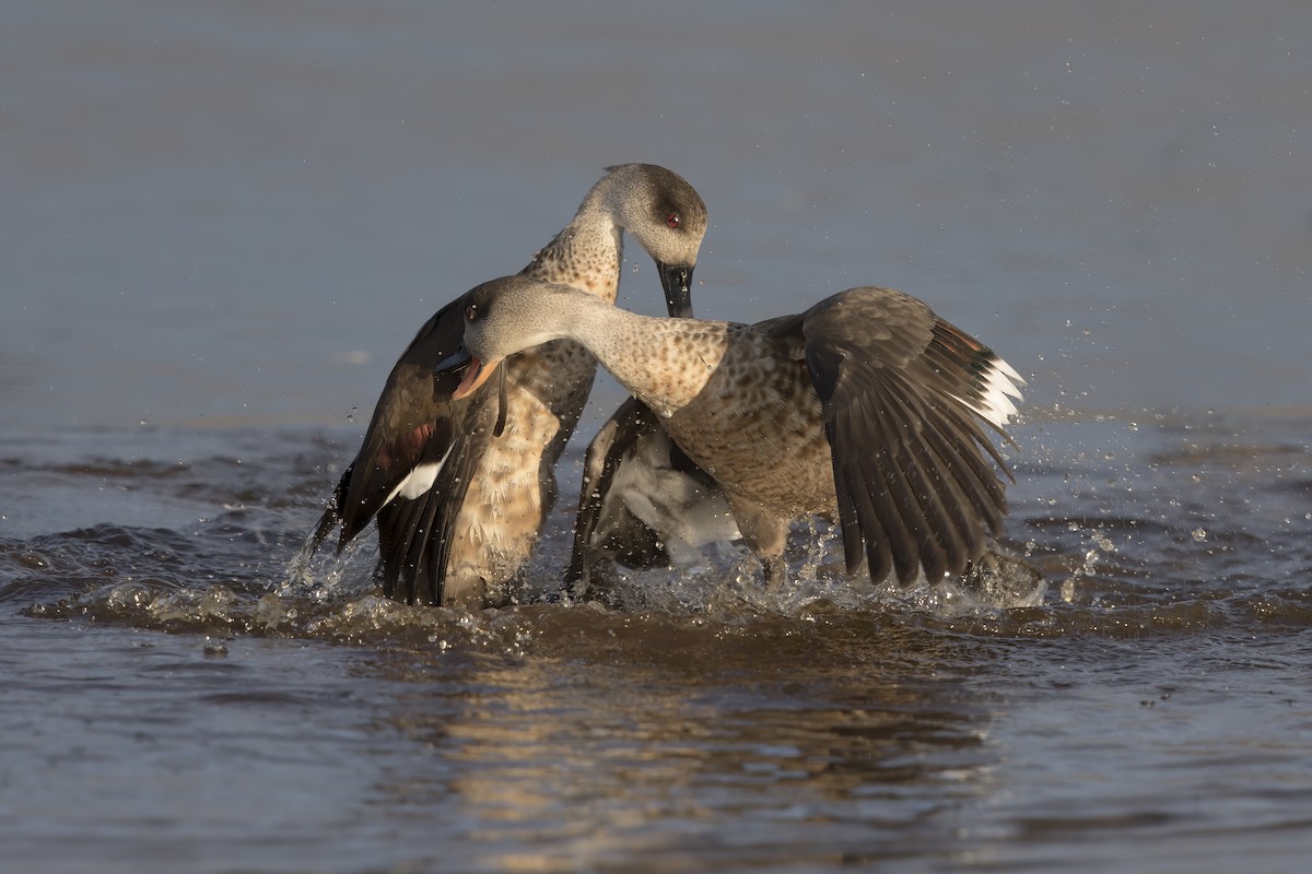 Crested Duck - ML616316140