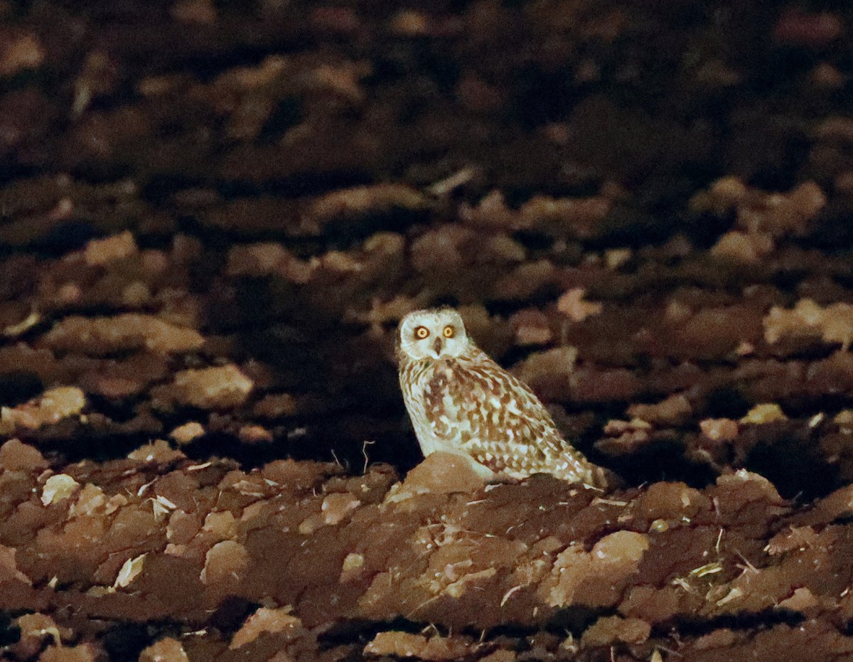 Short-eared Owl - ML616316141