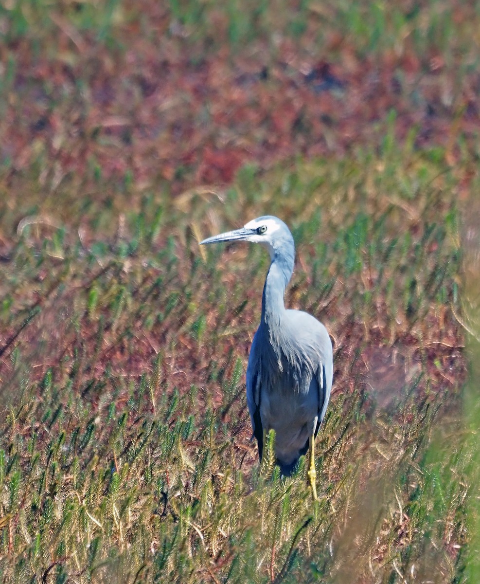 White-faced Heron - ML616316145