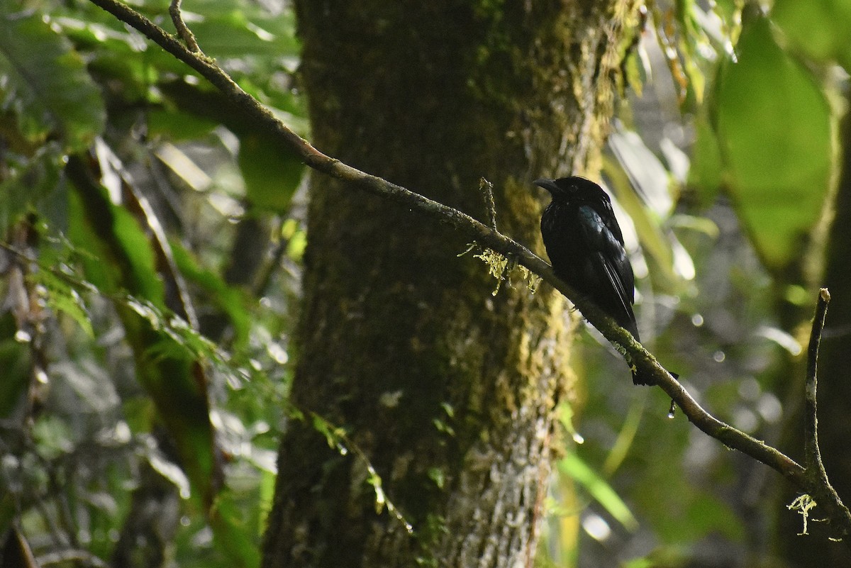 Hair-crested Drongo (Bornean) - ML616316147