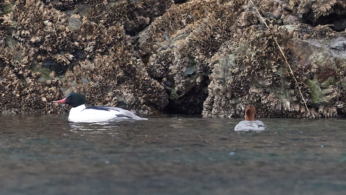 Common Merganser - Martin Renner