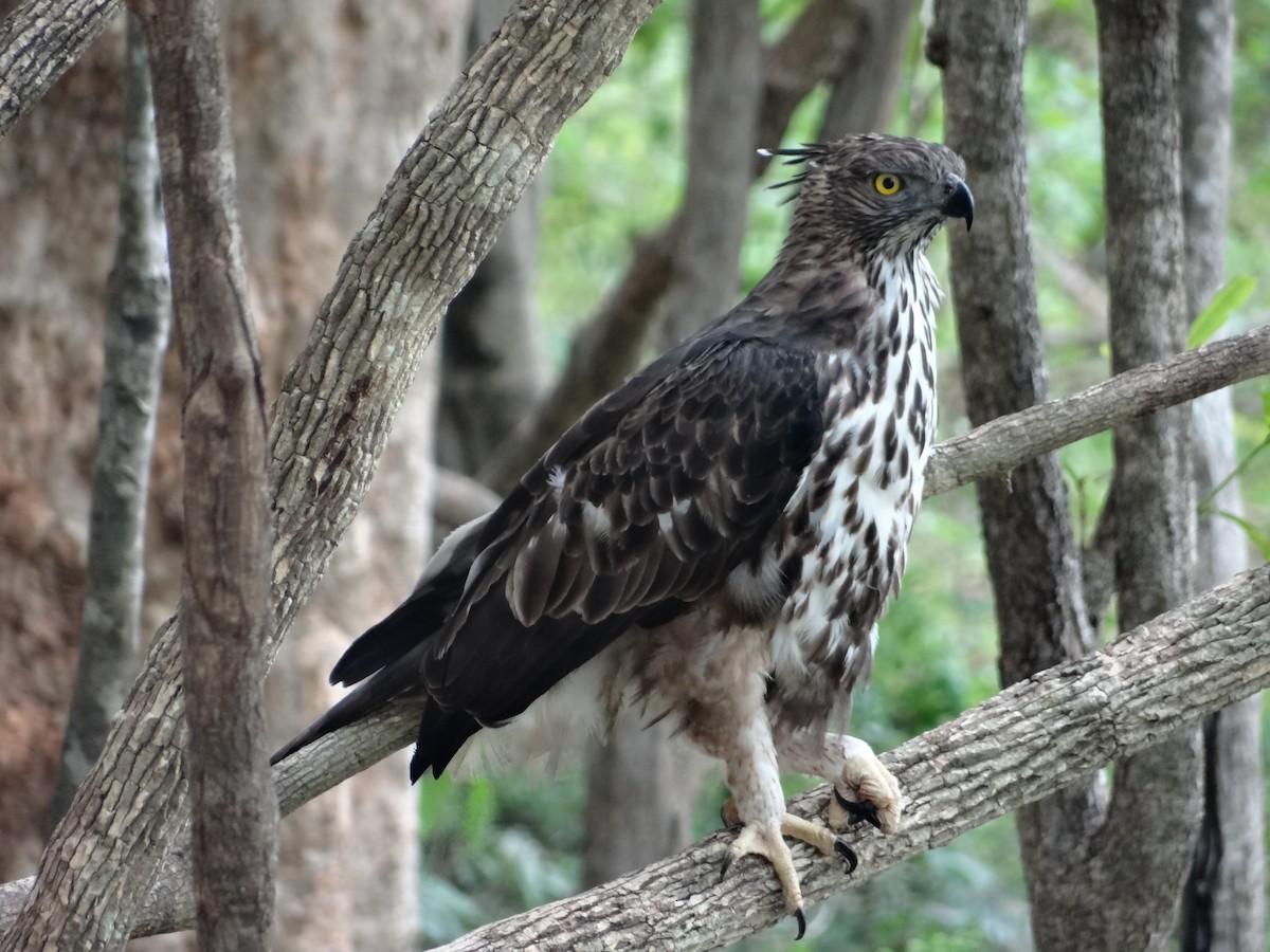 Águila Variable - ML616316164