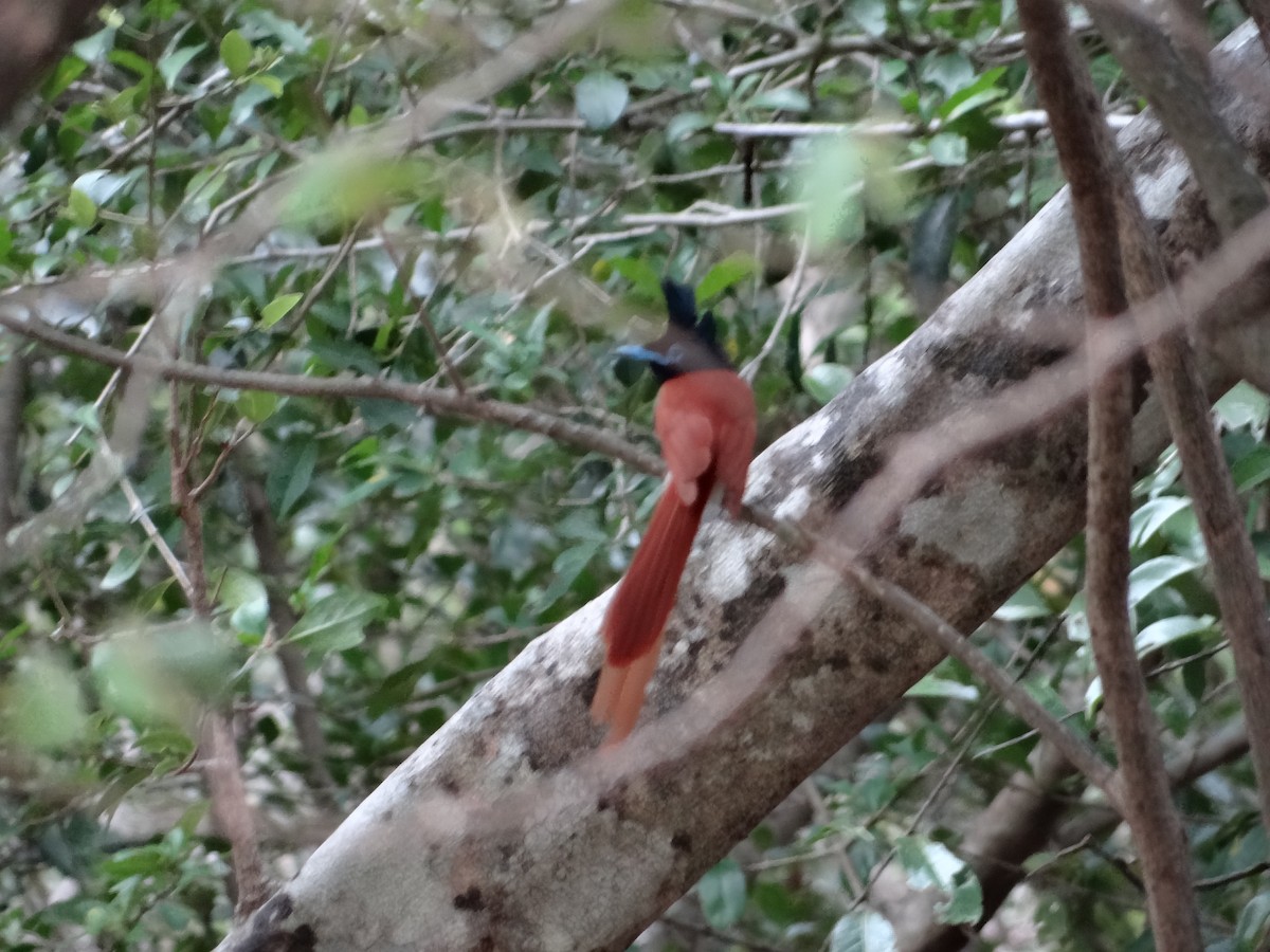 Indian Paradise-Flycatcher - ML616316175