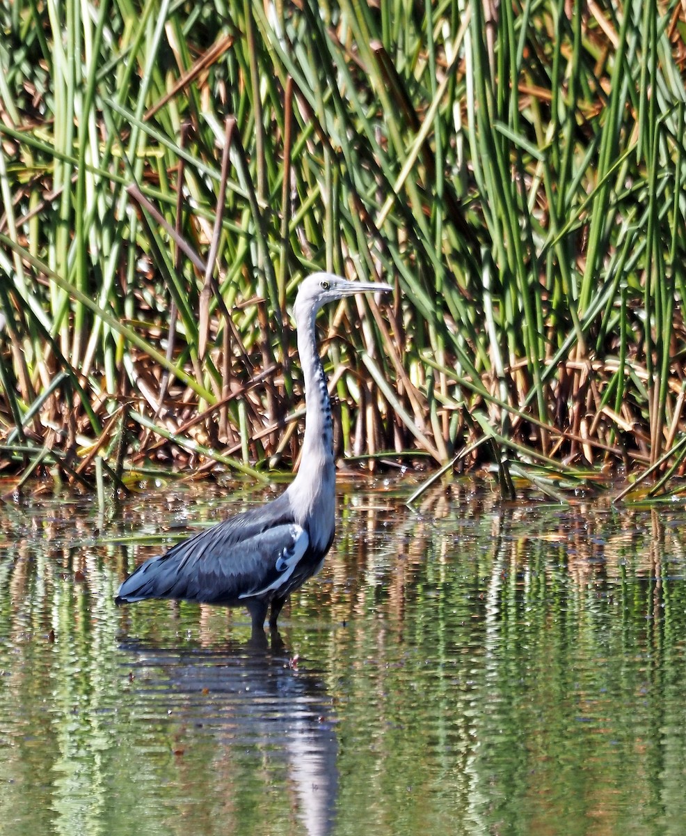 Pacific Heron - ML616316177