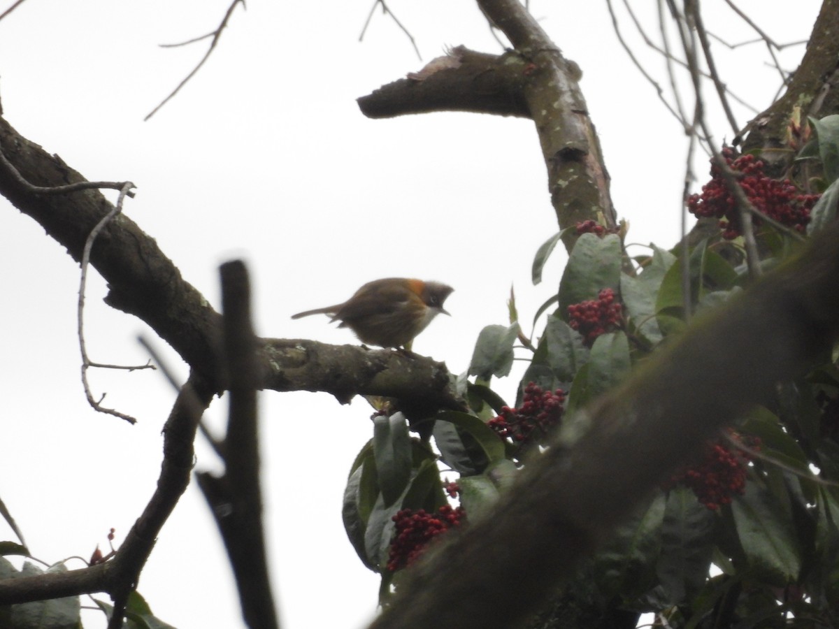 Whiskered Yuhina - ML616316198