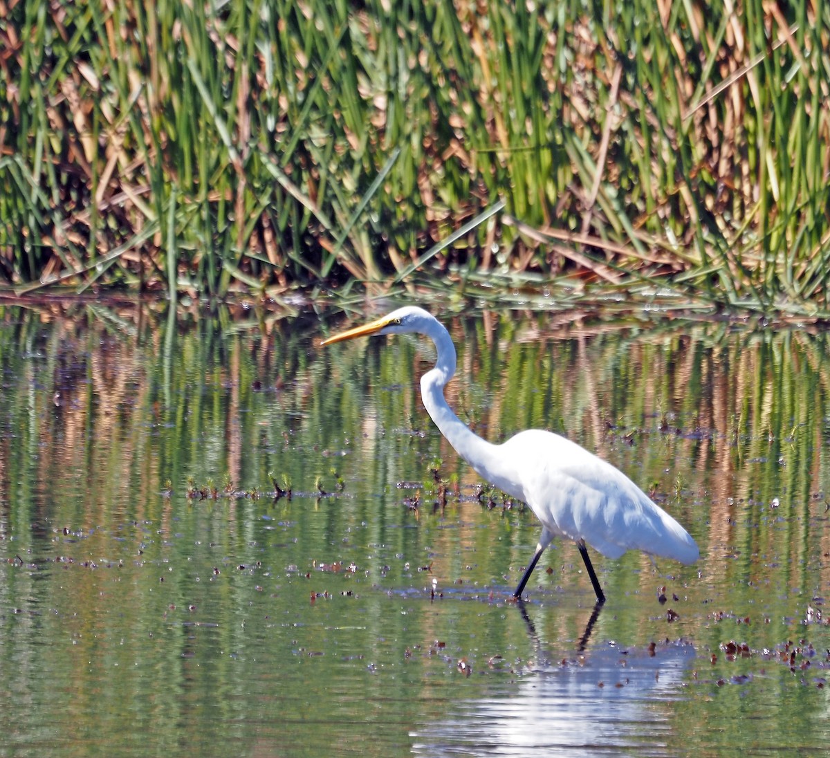 Great Egret - ML616316201