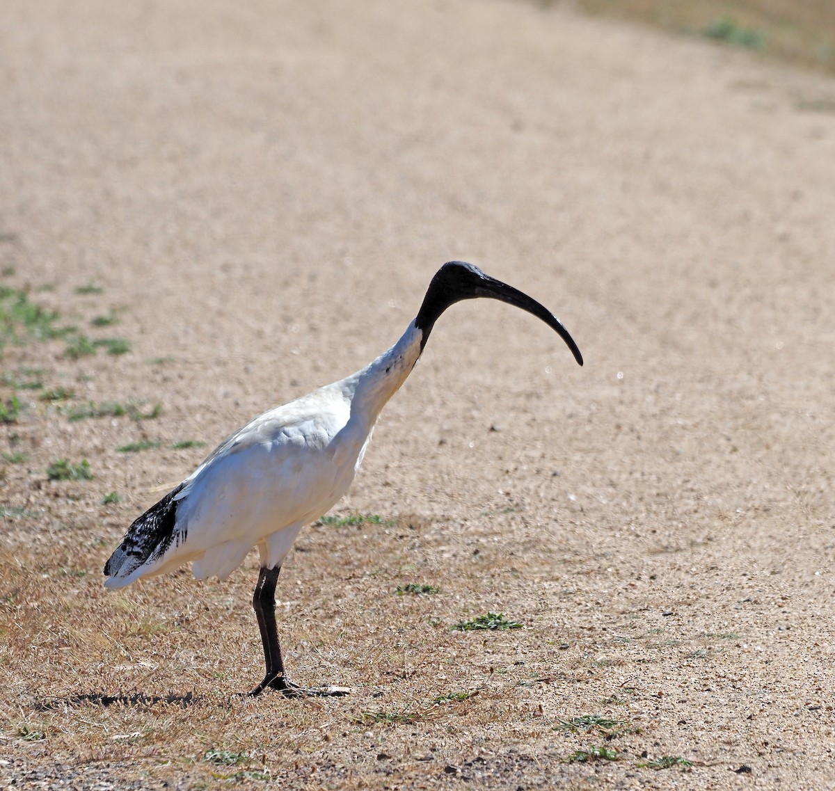 Australian Ibis - ML616316225