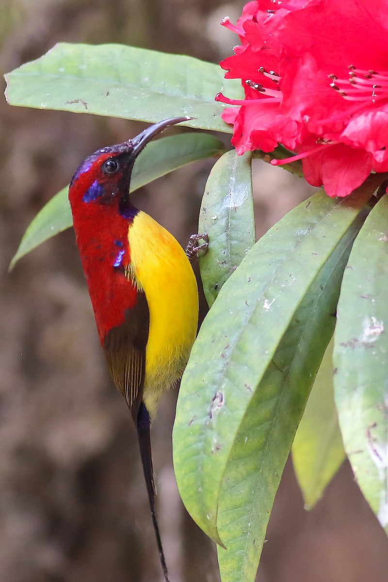 Mrs. Gould's Sunbird - ML616316257