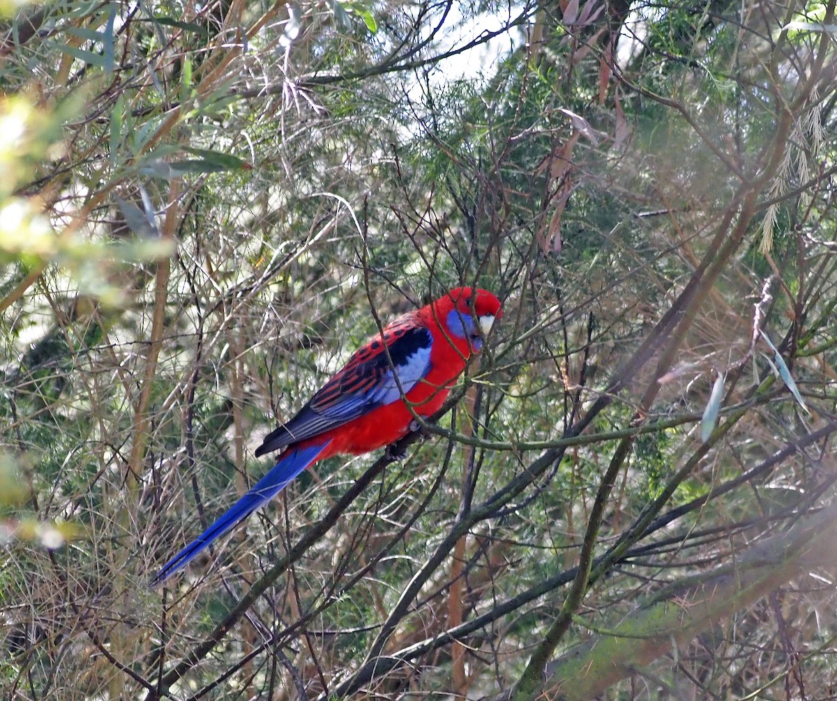 Crimson Rosella - ML616316261