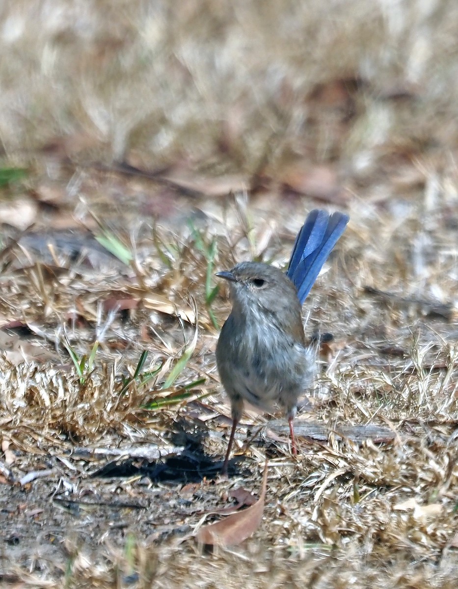 Superb Fairywren - ML616316285