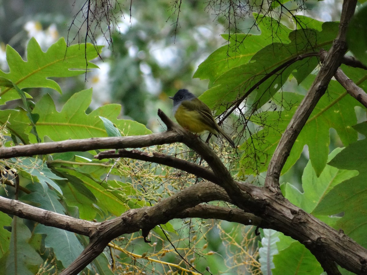 Gray-headed Canary-Flycatcher - ML616316287