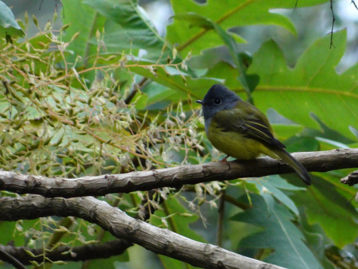 Gray-headed Canary-Flycatcher - ML616316289