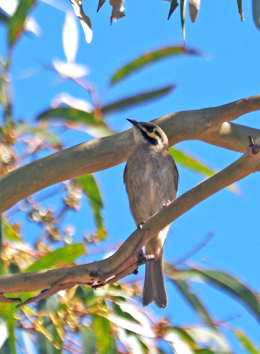 Yellow-faced Honeyeater - ML616316314