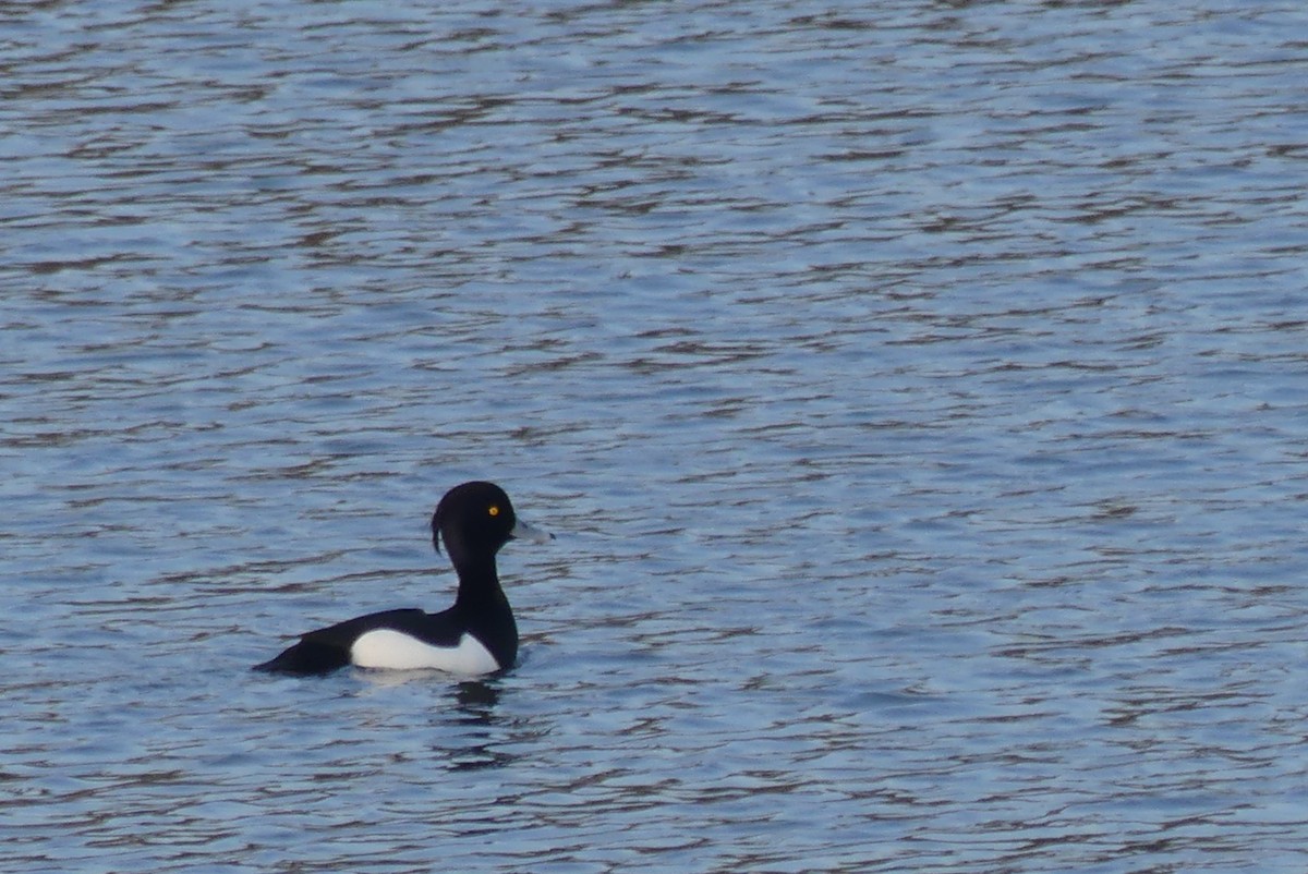 Tufted Duck - ML616316329