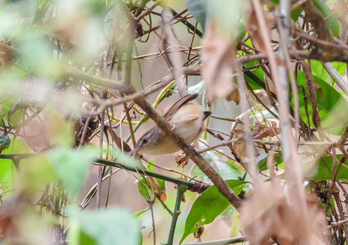 Prinia Rojiza - ML616316336