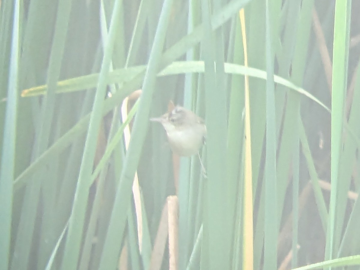 Acrocephalus sp. - Karthik Thrikkadeeri