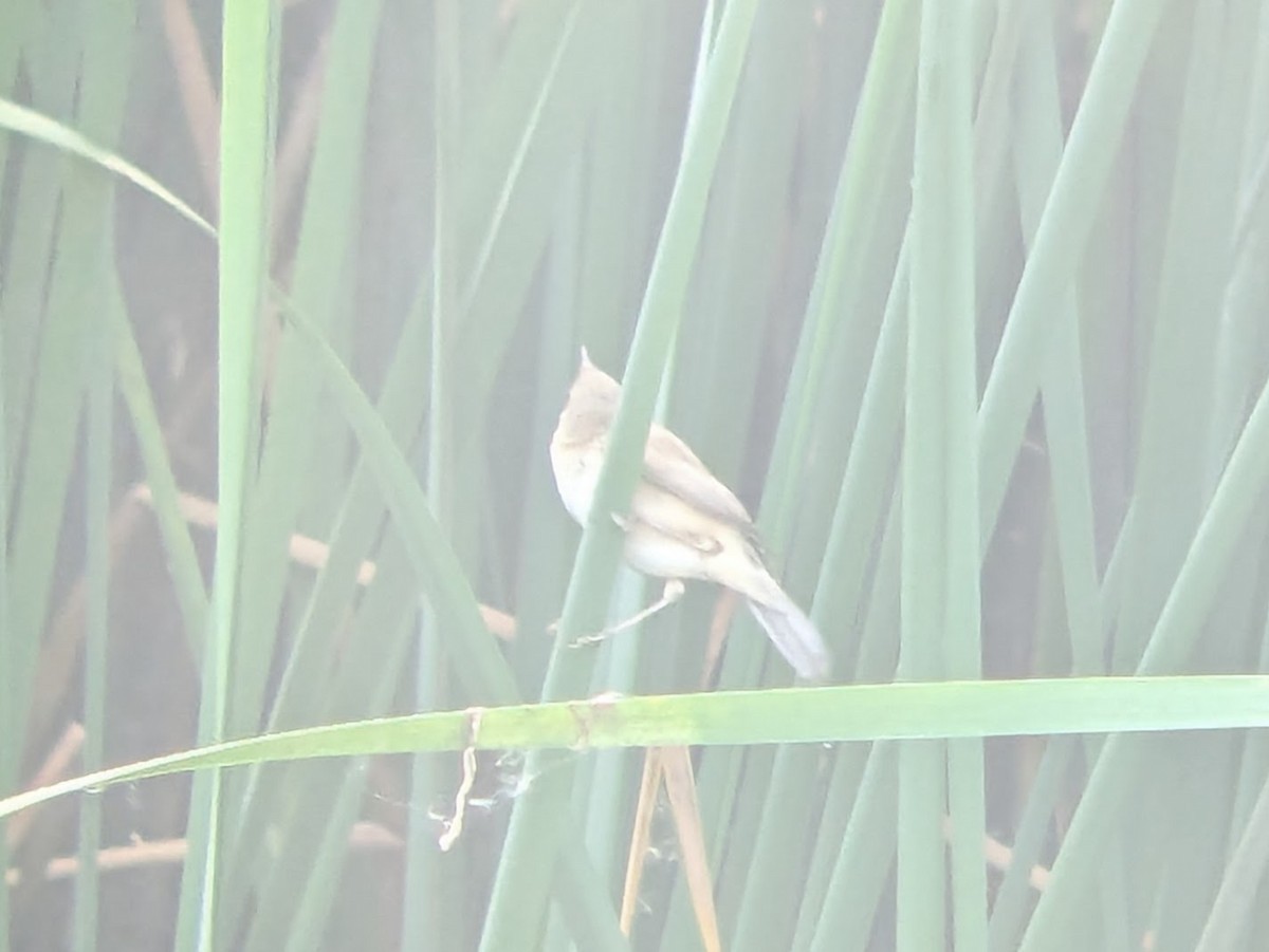 Acrocephalus sp. - Karthik Thrikkadeeri