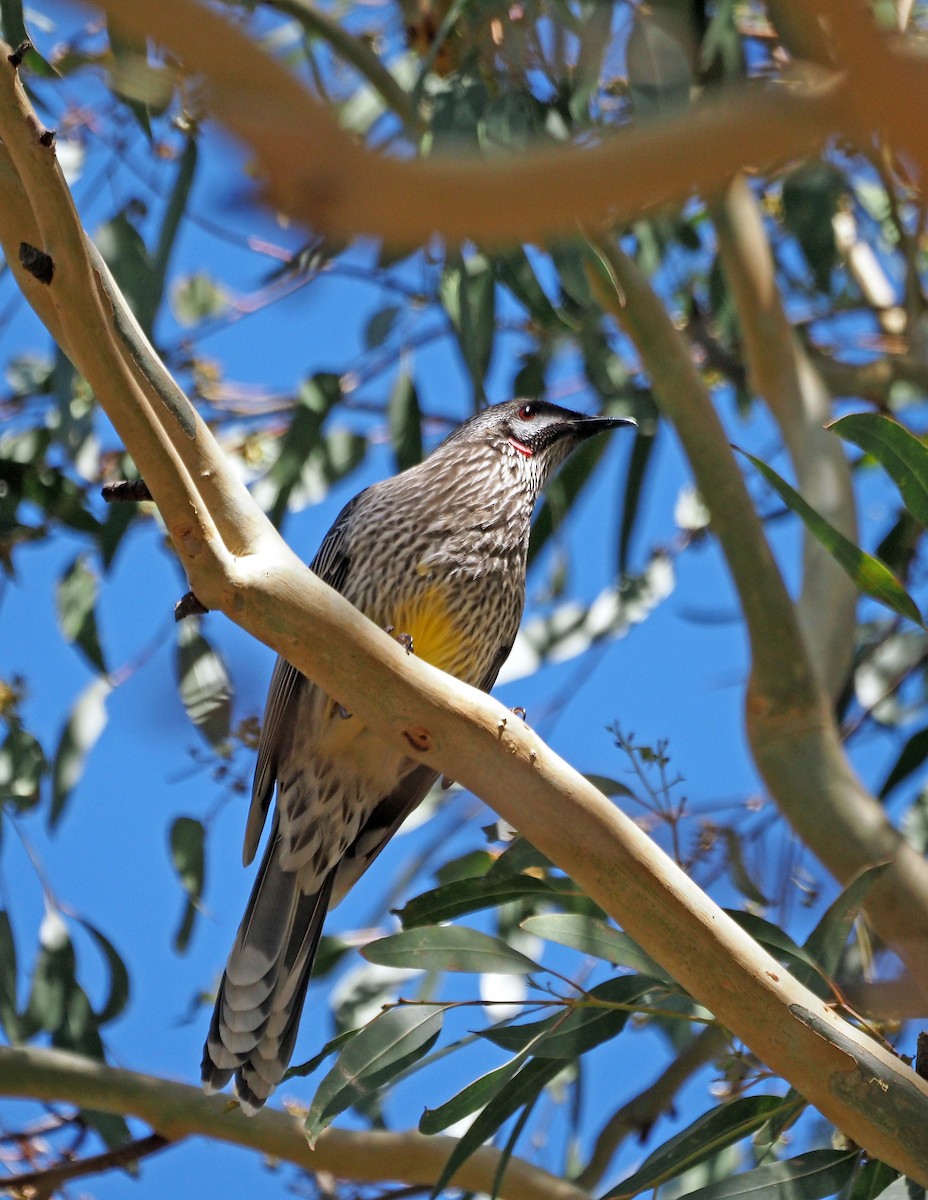 Red Wattlebird - ML616316380