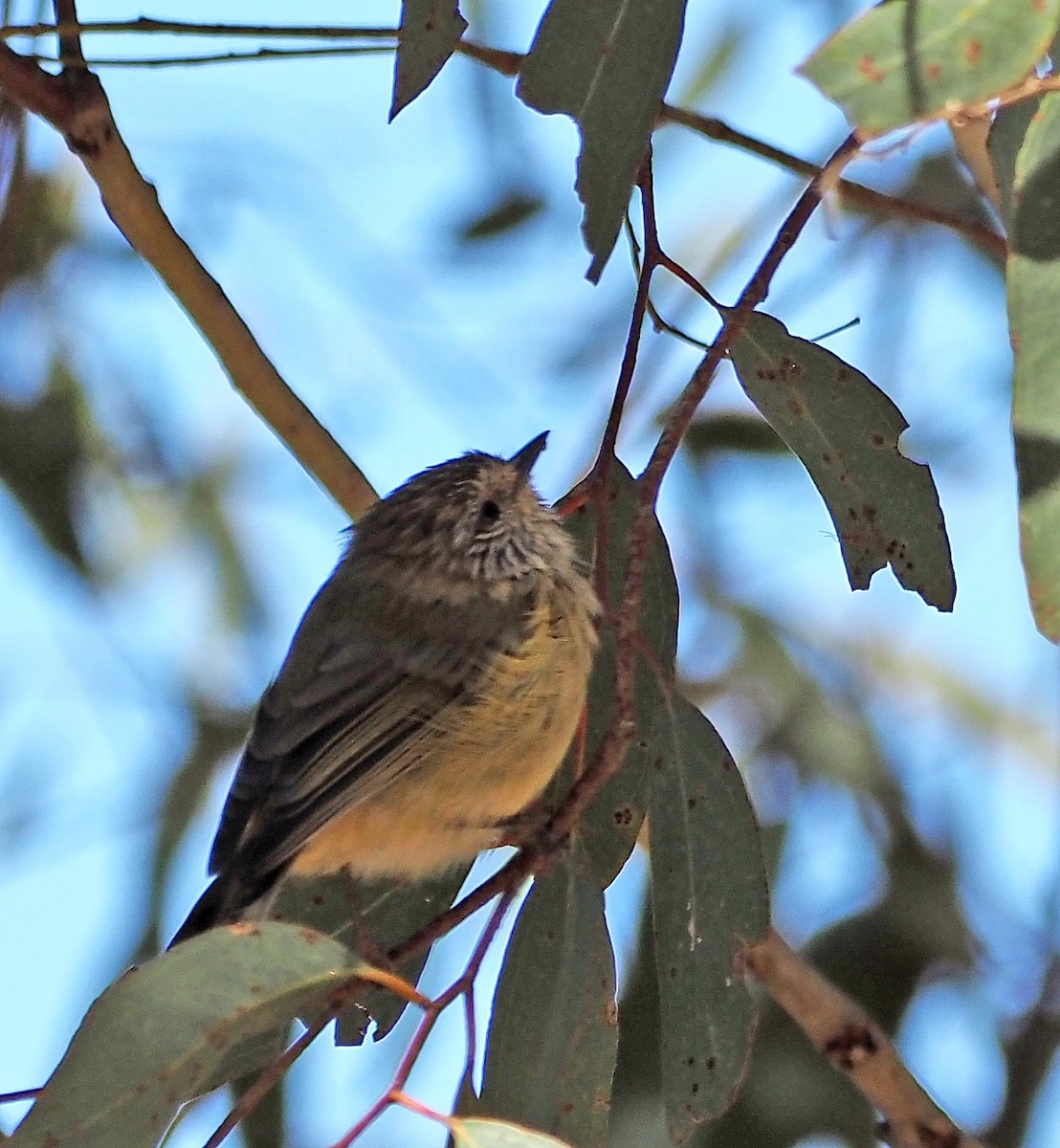 Striated Thornbill - ML616316392