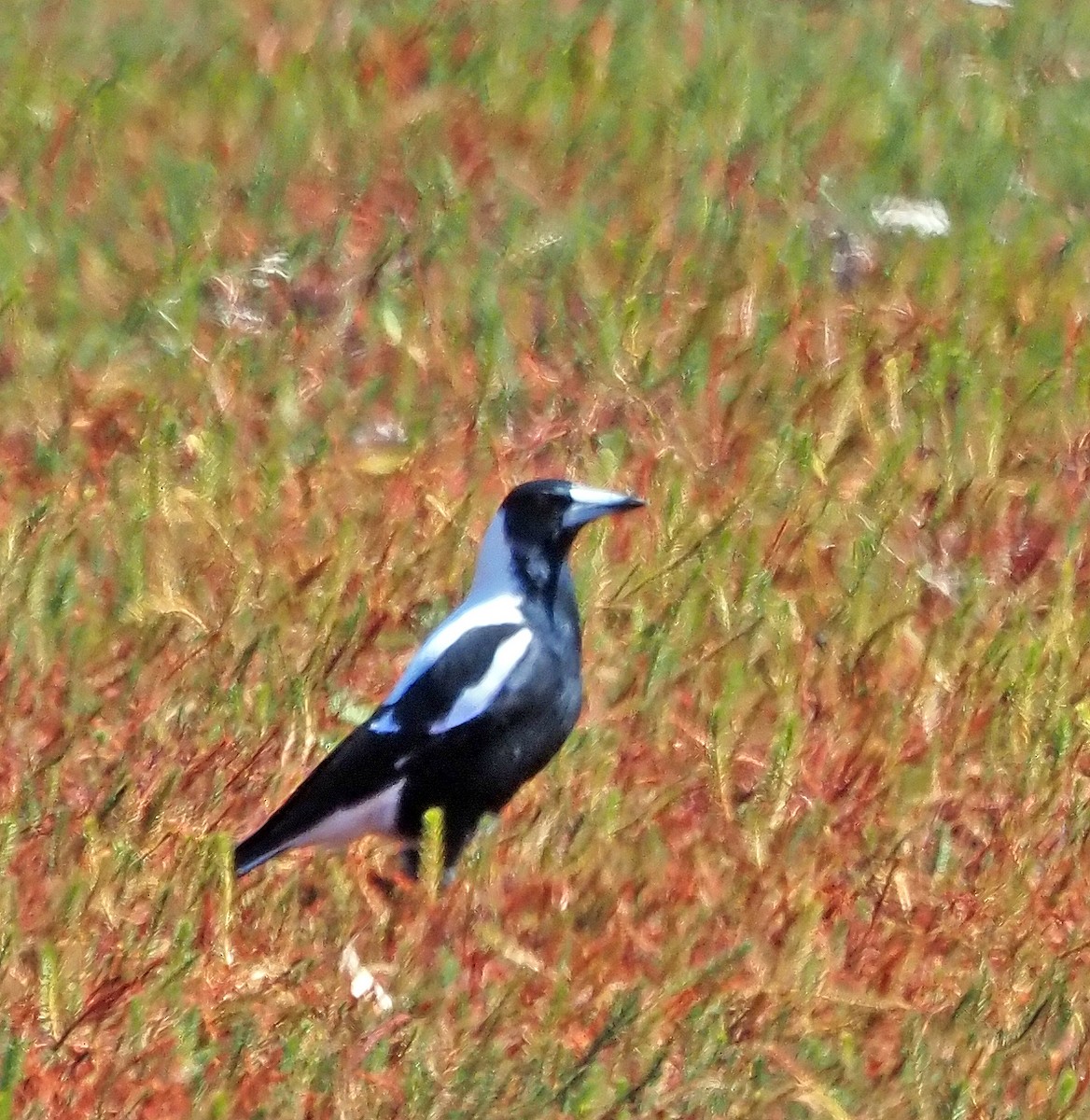 Australian Magpie - ML616316403