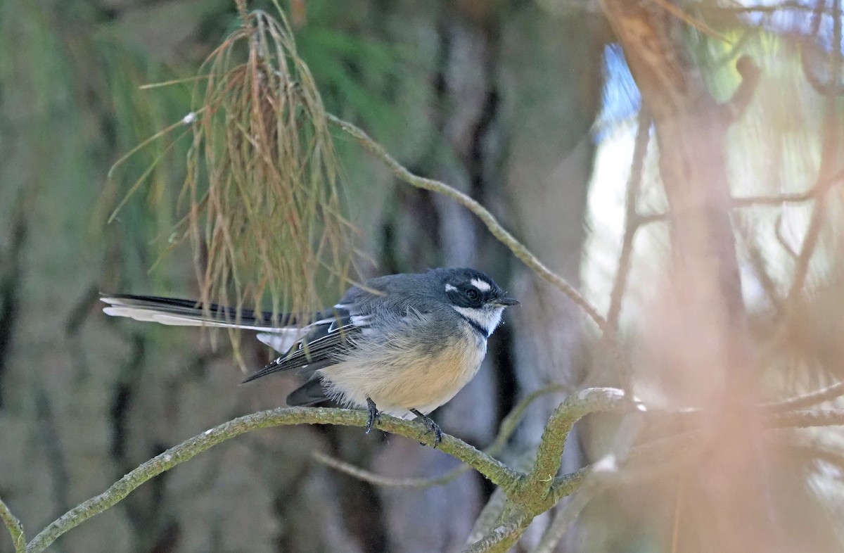 Gray Fantail - ML616316411