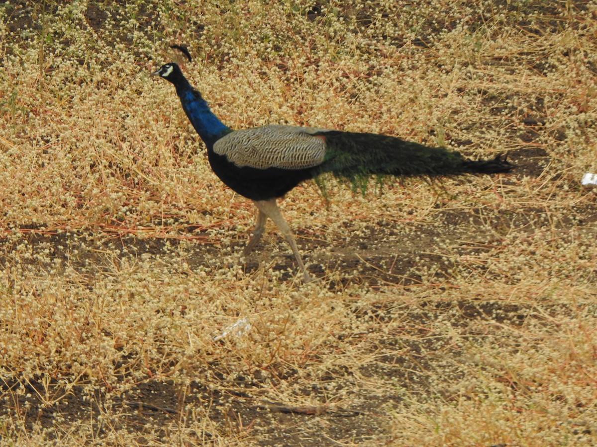 Indian Peafowl - ML616316434