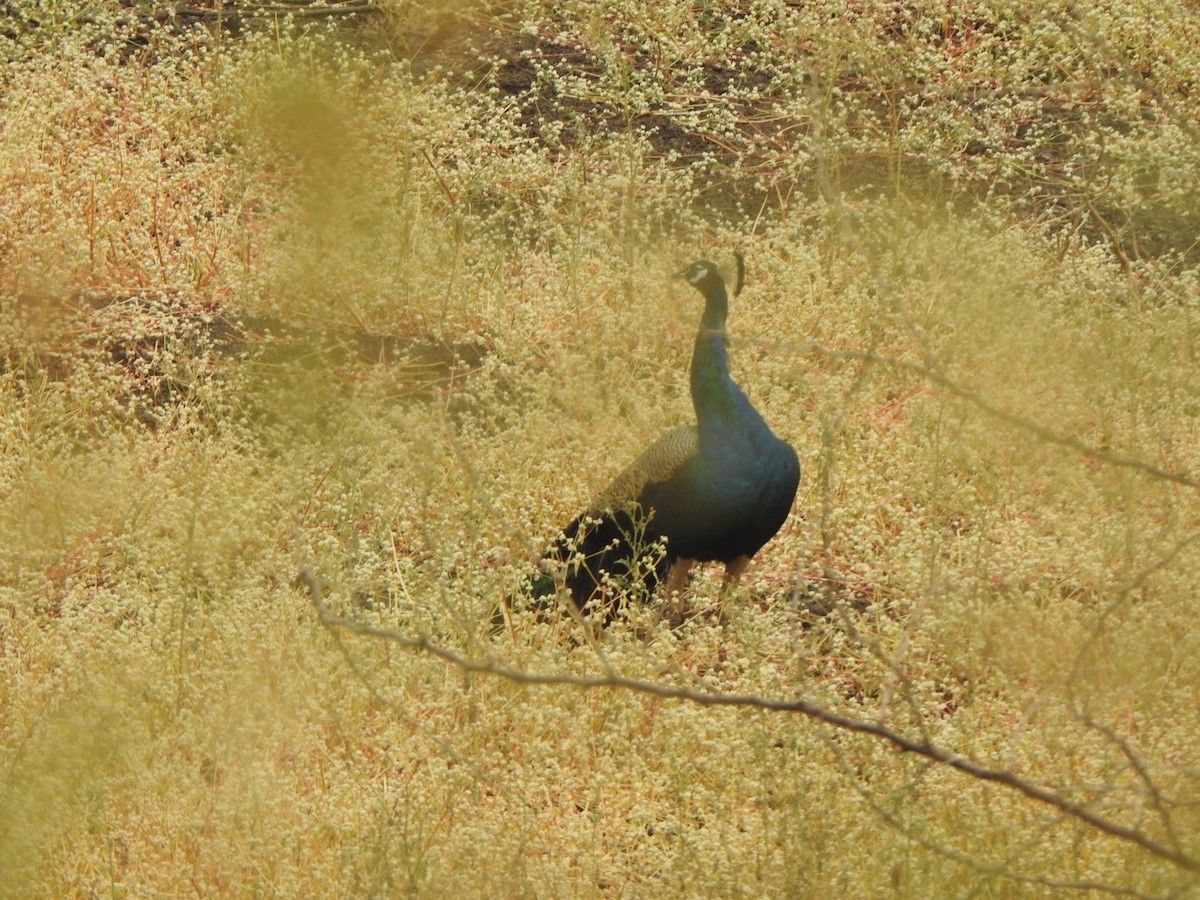 Indian Peafowl - ML616316435