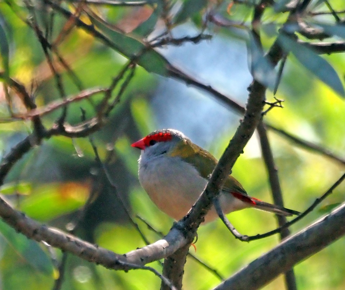 Red-browed Firetail - ML616316476