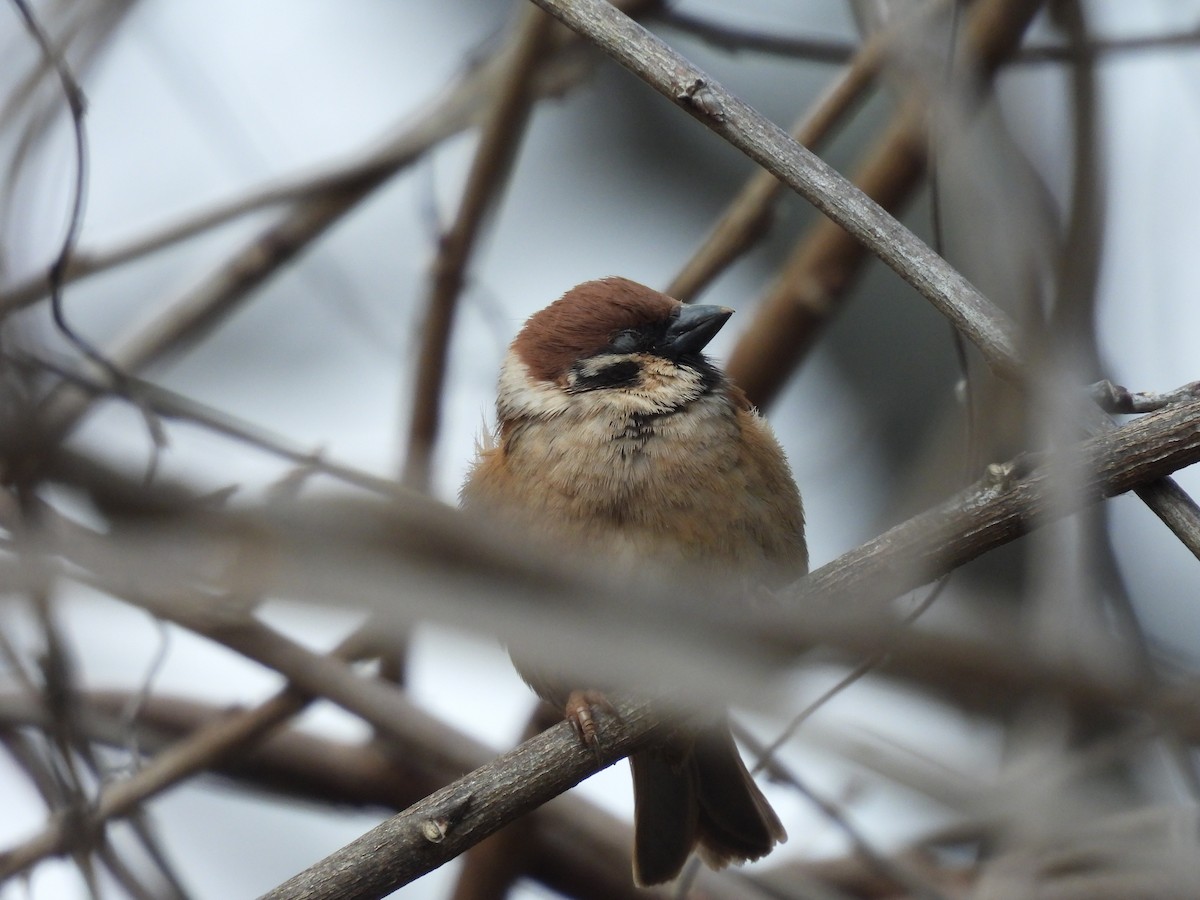 Eurasian Tree Sparrow - ML616316554