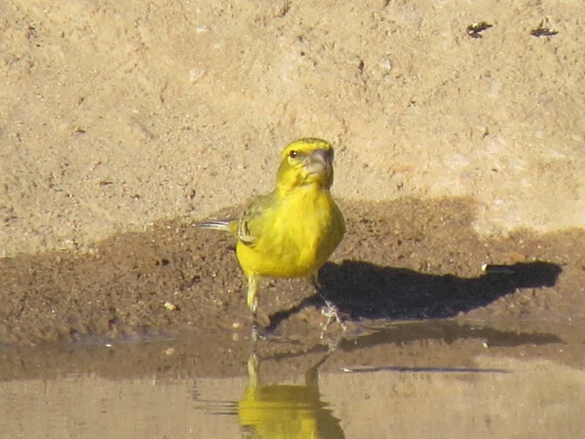 Serin de Sainte-Hélène - ML616316579