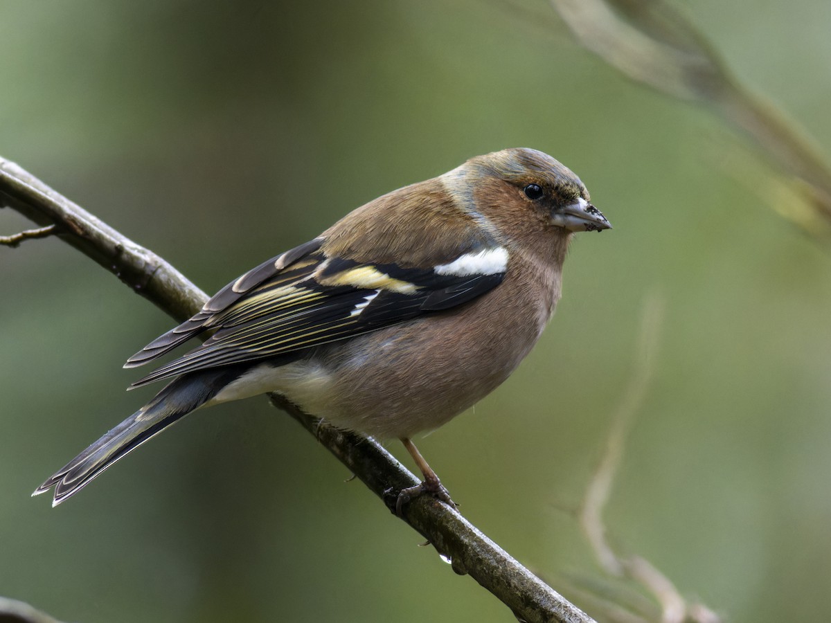 Common Chaffinch - ML616316582