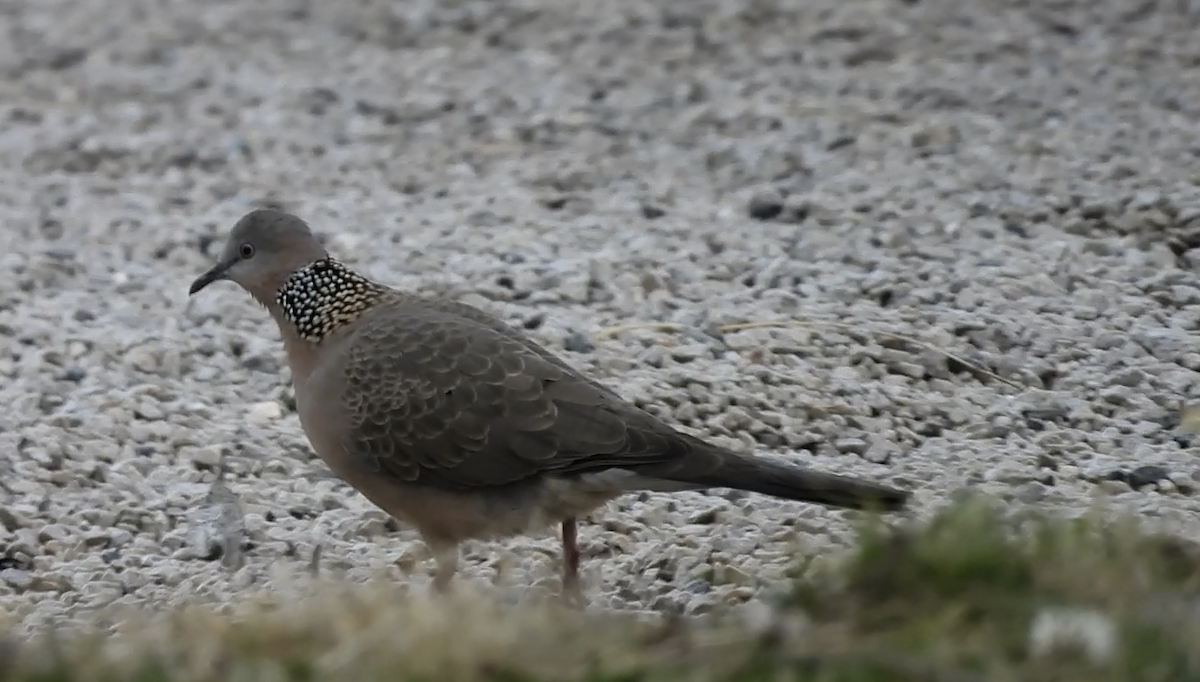 Spotted Dove - ML616316584