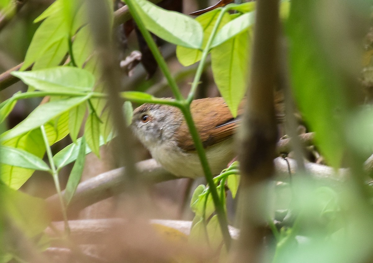 Prinia roussâtre - ML616316585