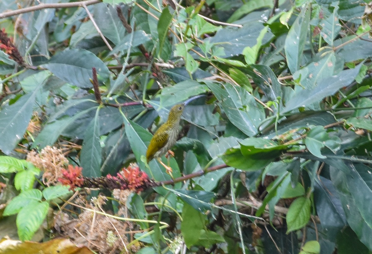 Streaked Spiderhunter - ML616316588