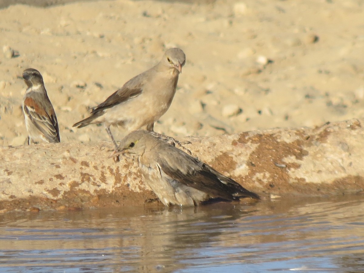 Wattled Starling - ML616316610