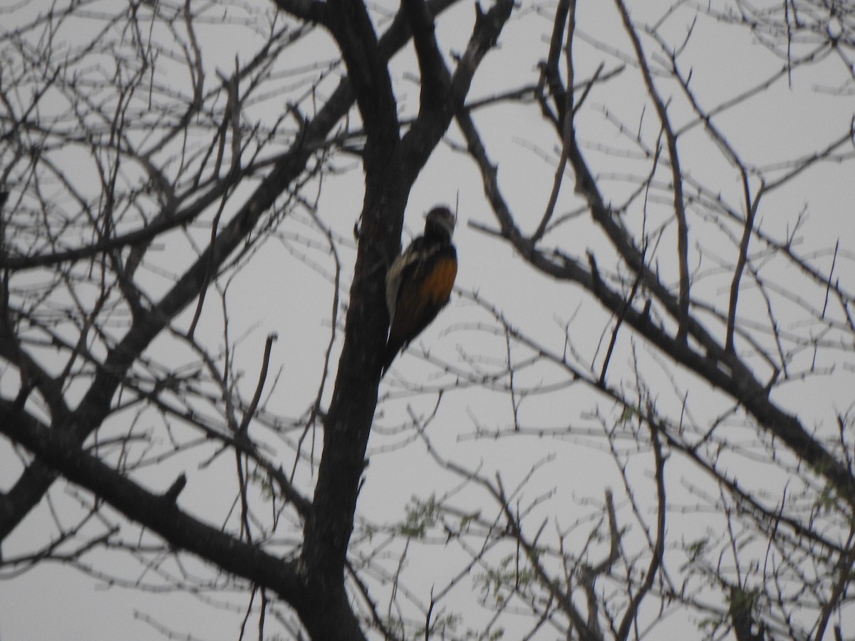 Black-rumped Flameback - ML616316620