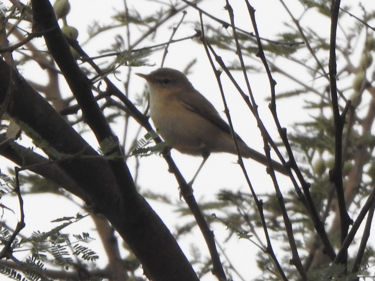 Sykes's Warbler - Arulvelan Thillainayagam