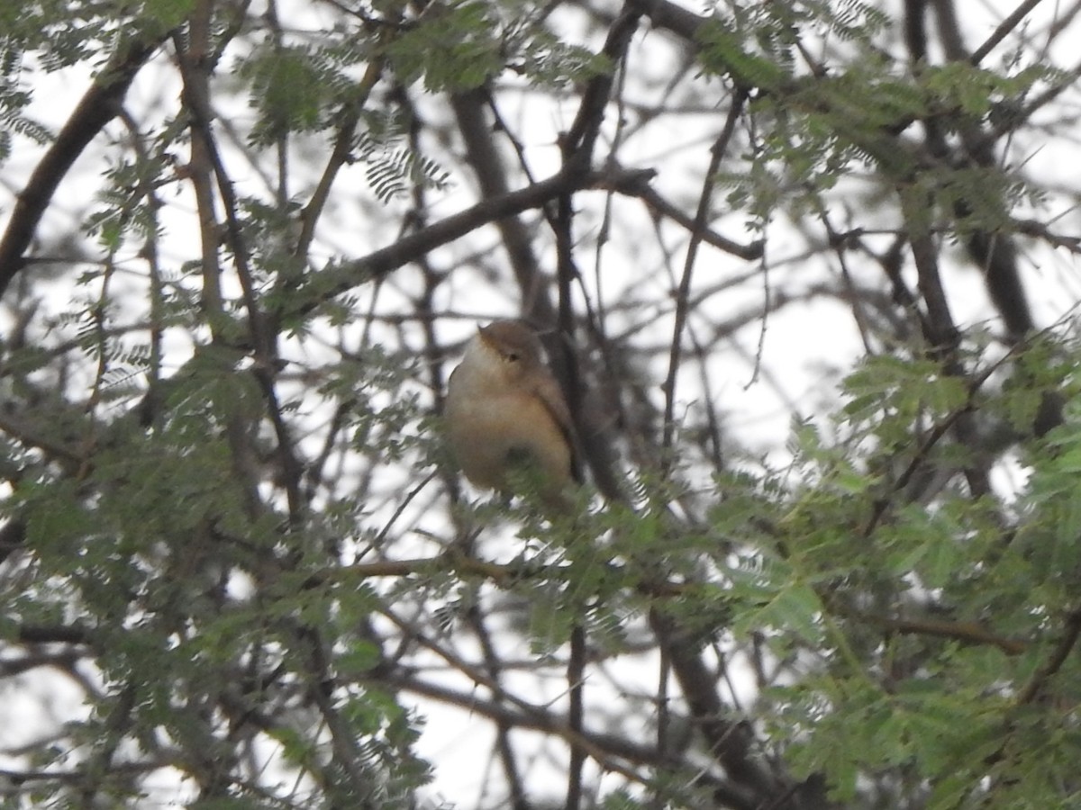 Sykes's Warbler - Arulvelan Thillainayagam