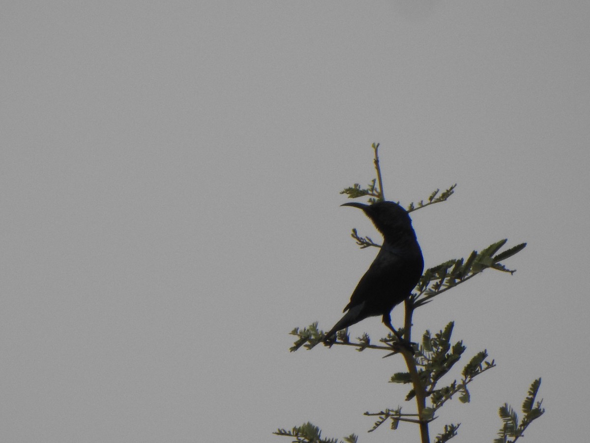 Purple Sunbird - Arulvelan Thillainayagam