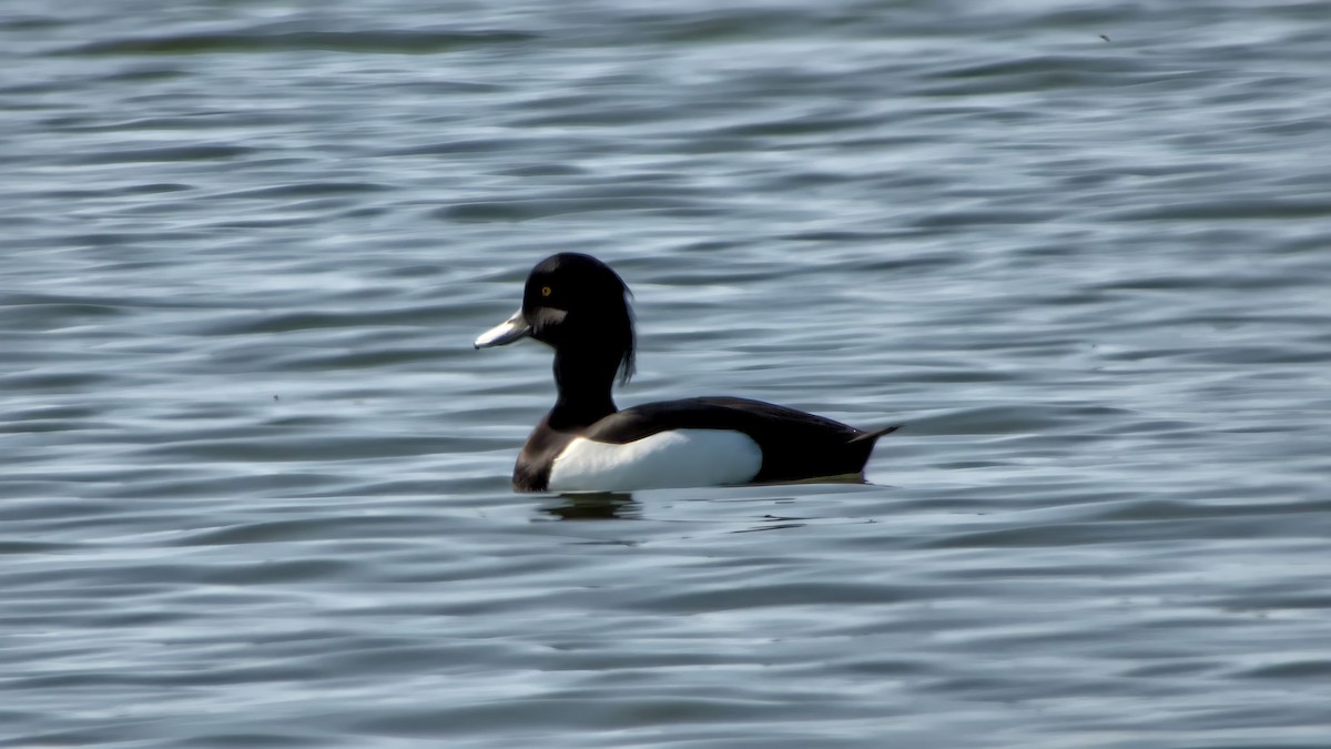 Tufted Duck - ML616316651