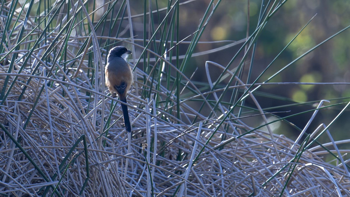 Long-tailed Shrike - ML616316653