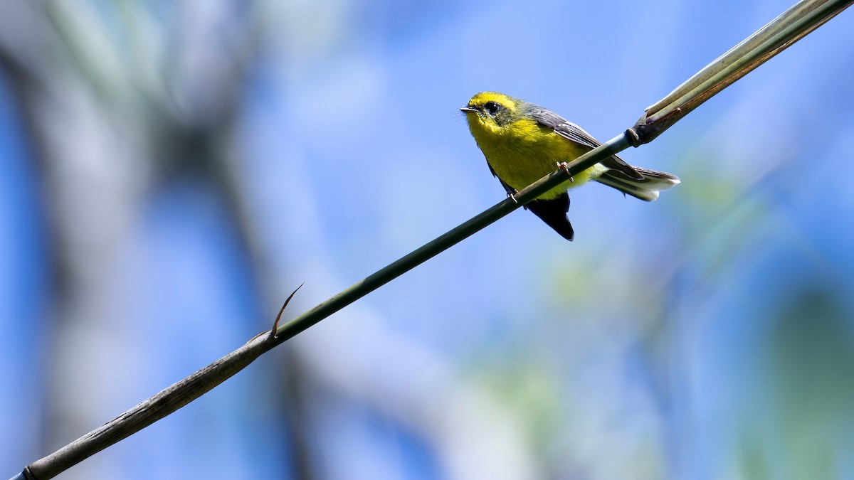 Yellow-bellied Fairy-Fantail - ML616316654