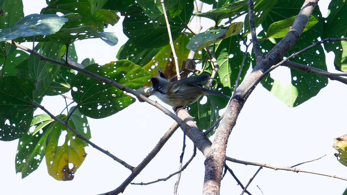 Whiskered Yuhina - ML616316658