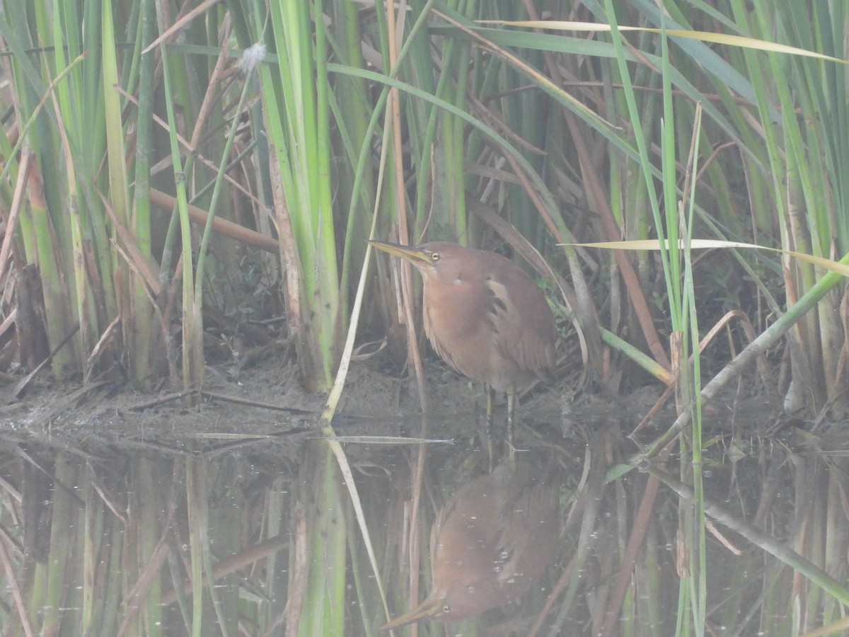 Cinnamon Bittern - ML616316726