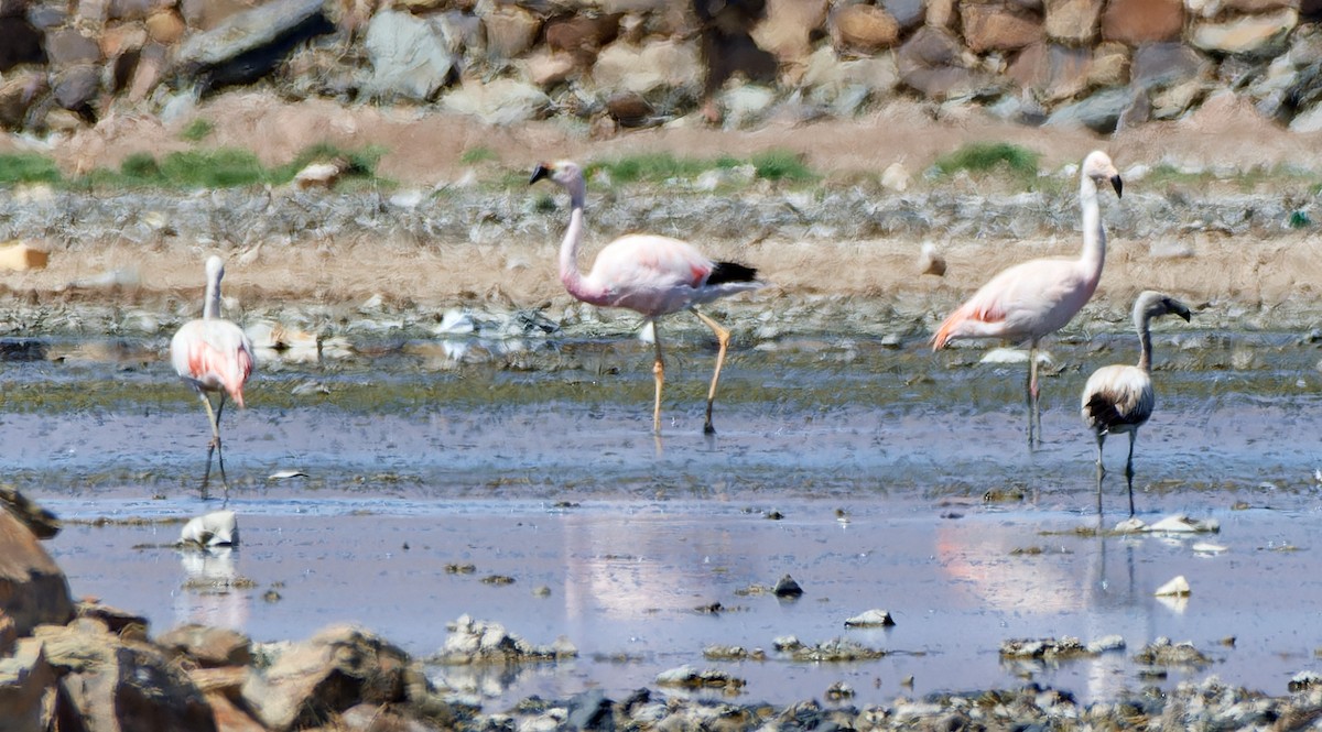 Andean Flamingo - Tomáš Grim