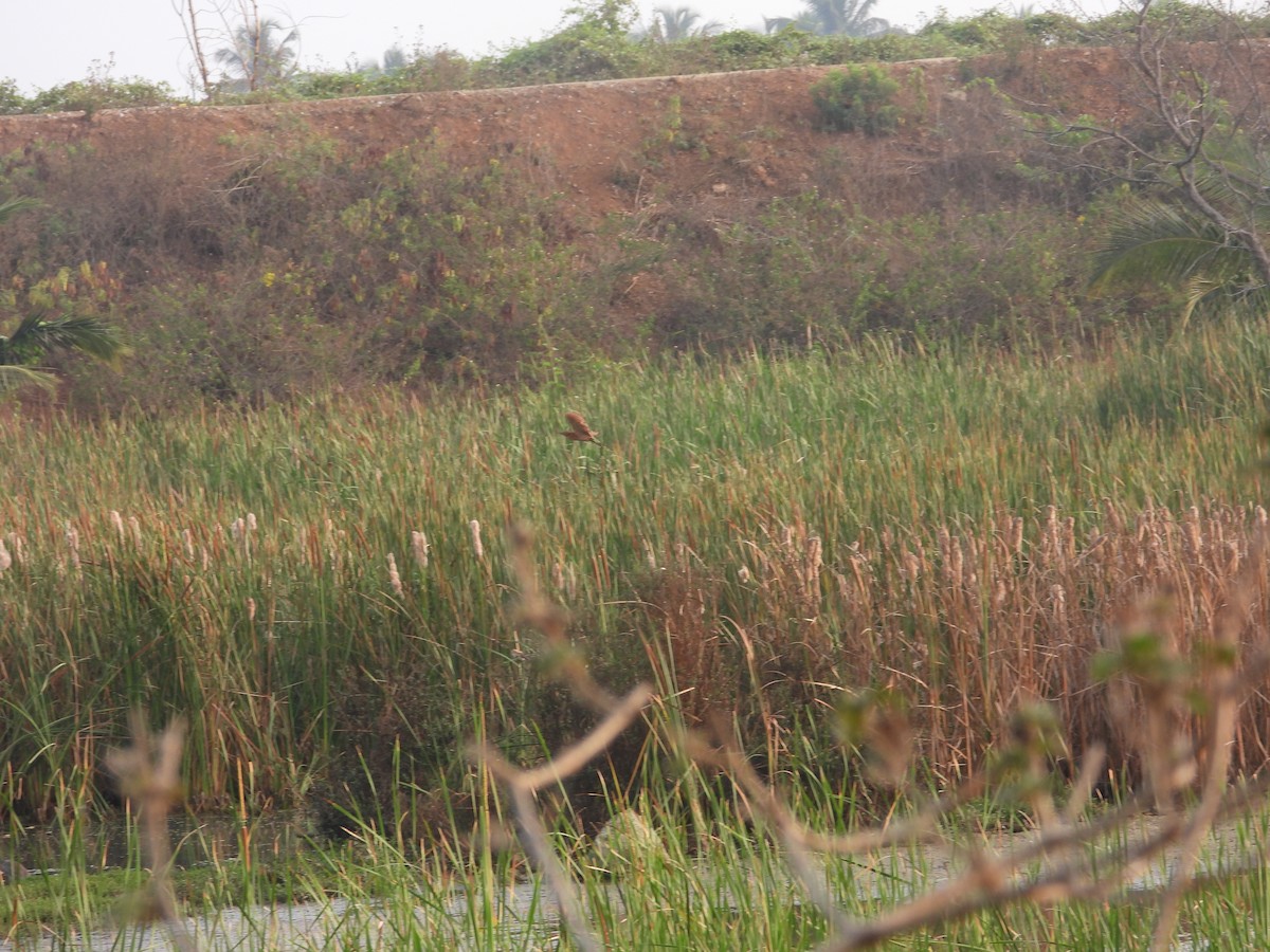 Cinnamon Bittern - ML616316739